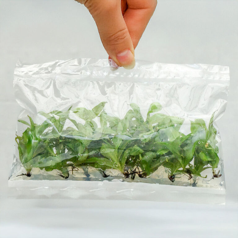 bag of 12 sterile plantlets