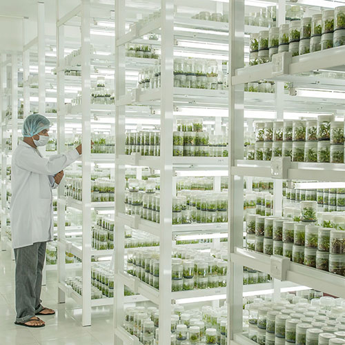 lab growth room